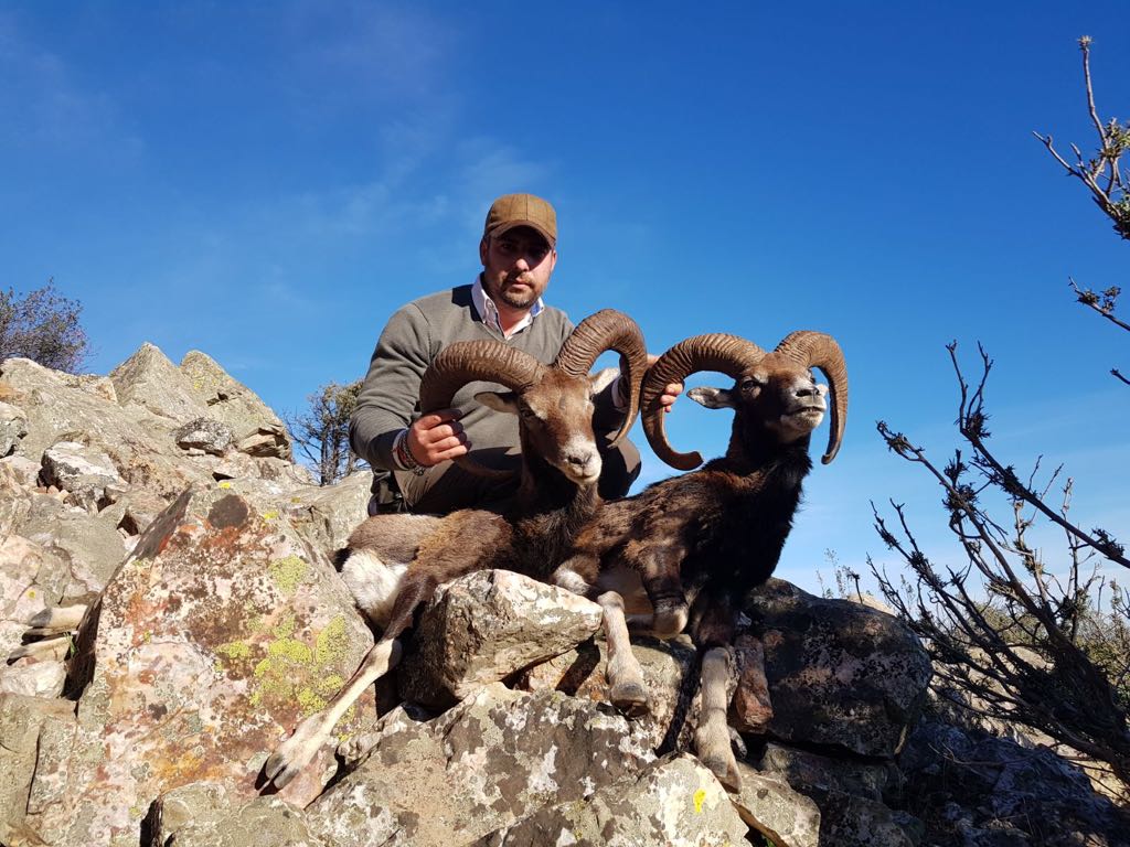 Muflones cazados en una de las fincas de Sierra del Oro