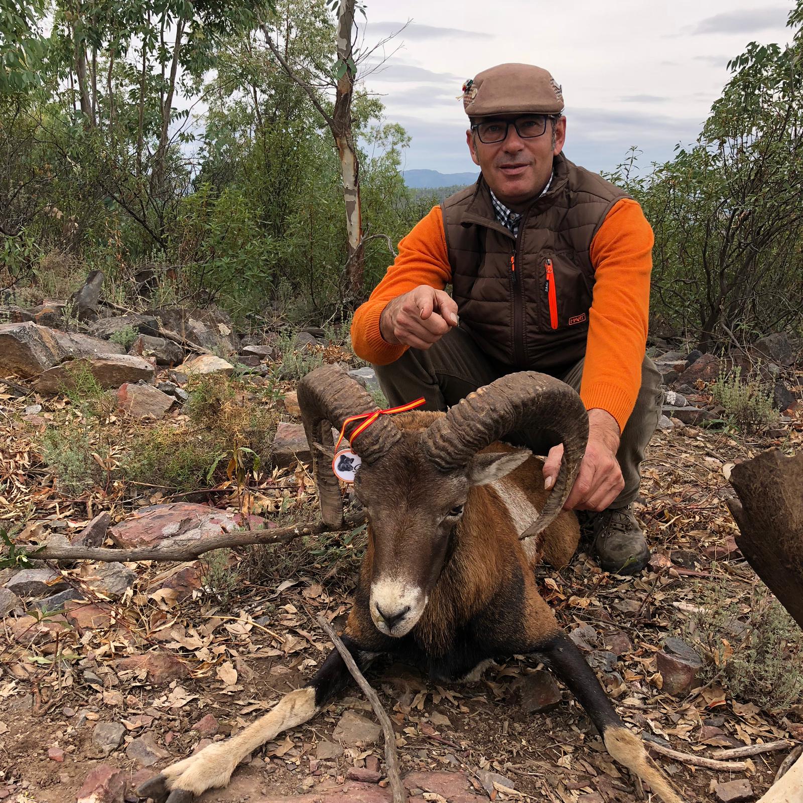 Muflón cazado en una de las fincas de Sierra del Oro