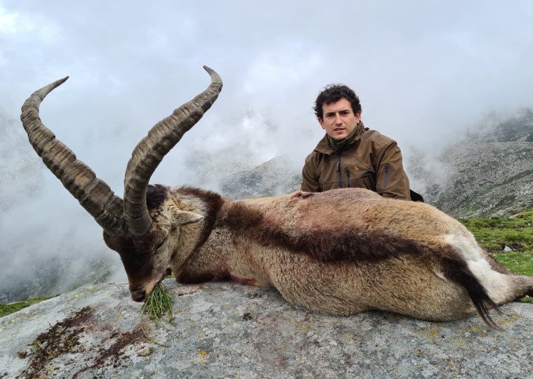 Macho montés cazado en Sierra de Gredos