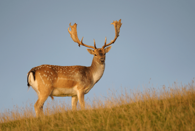 Gamo representativo en una de las fincas de Sierra del Oro