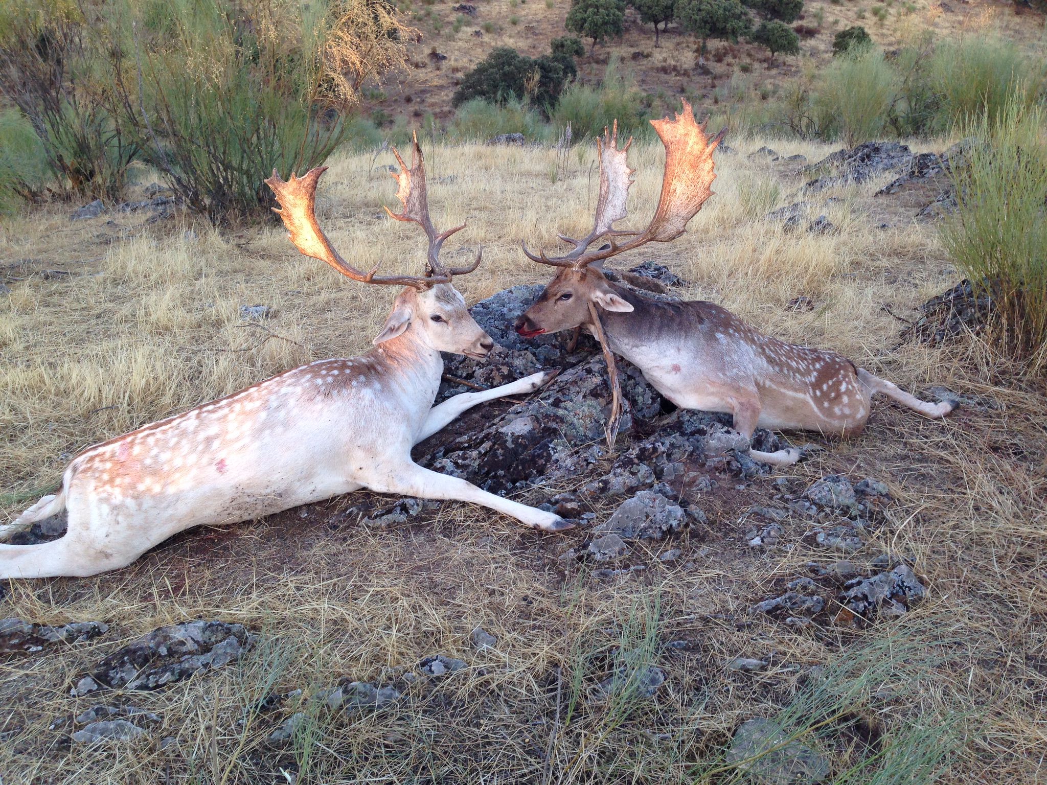 Rececho de muflón con Sierra del Oro.