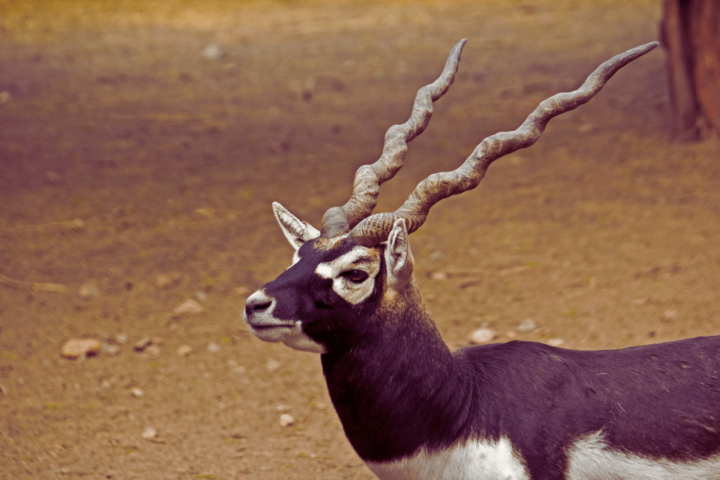 Antílope Negro Argentina